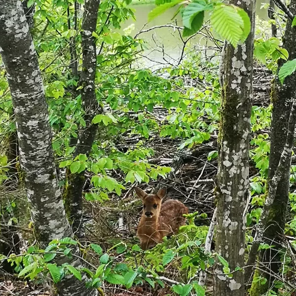 Lors des promenades près du chalet