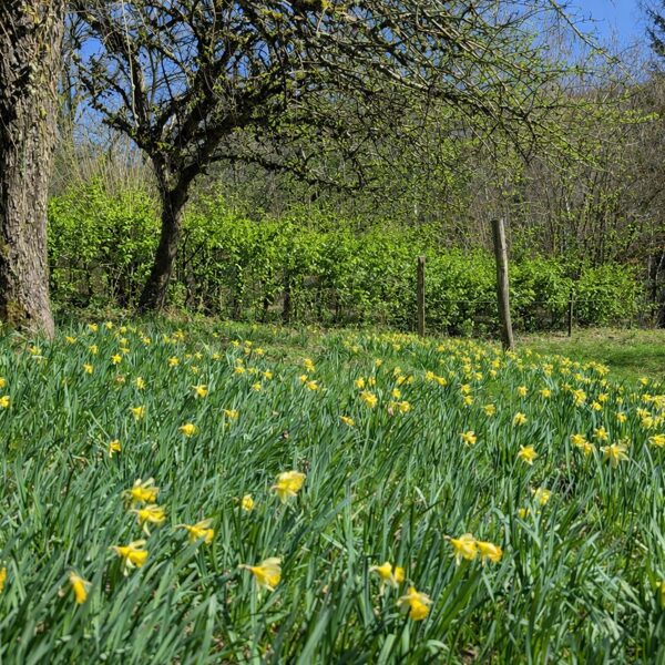 Au printemps, le jardin est bordé de jonquilles