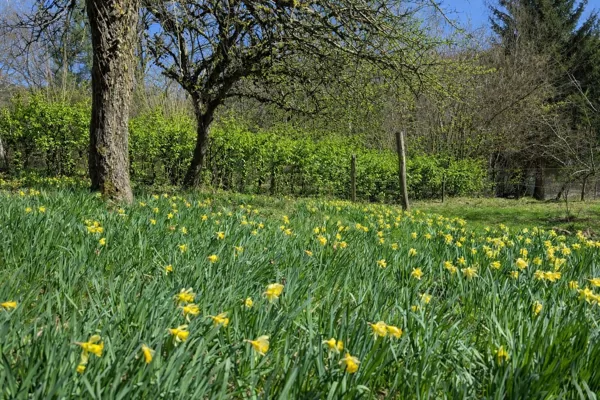 Au printemps, le jardin est bordé de jonquilles